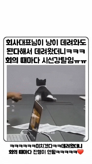 1년 동안 교회에 헌금을 안 냈다는 부부회사 대표님이 고양이 데려와도 된다고 해서 데려왔더니