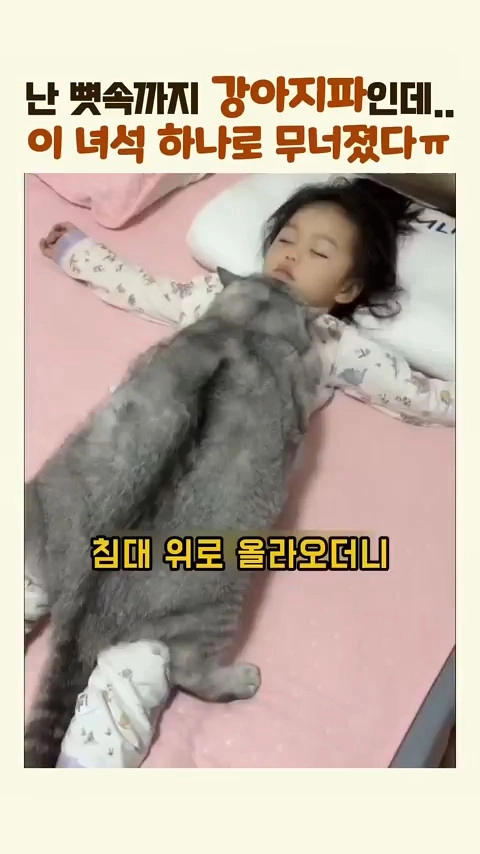 아기가 너무 좋은 고양이