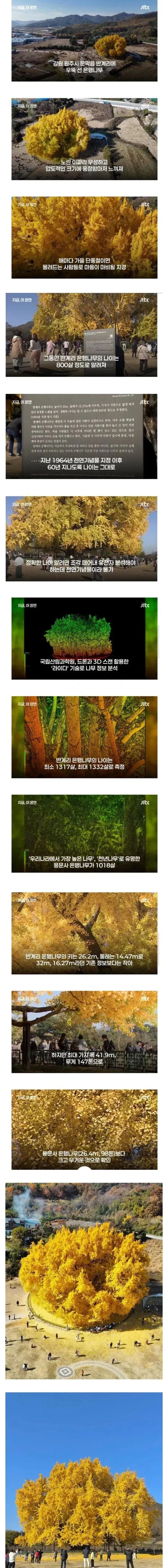 800살이라고 화제였던 은행나무 거짓으로 밝혀짐