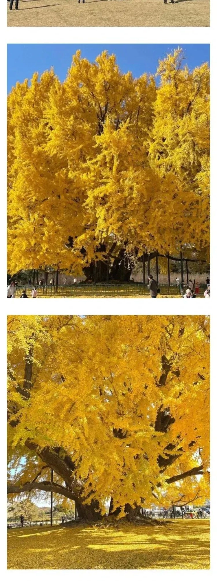 800살이라고 화제였던 은행나무 거짓으로 밝혀짐