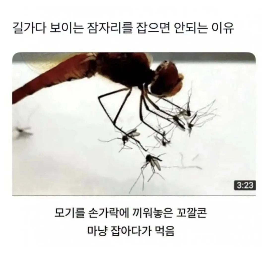잠자리가 개쩌는 이유