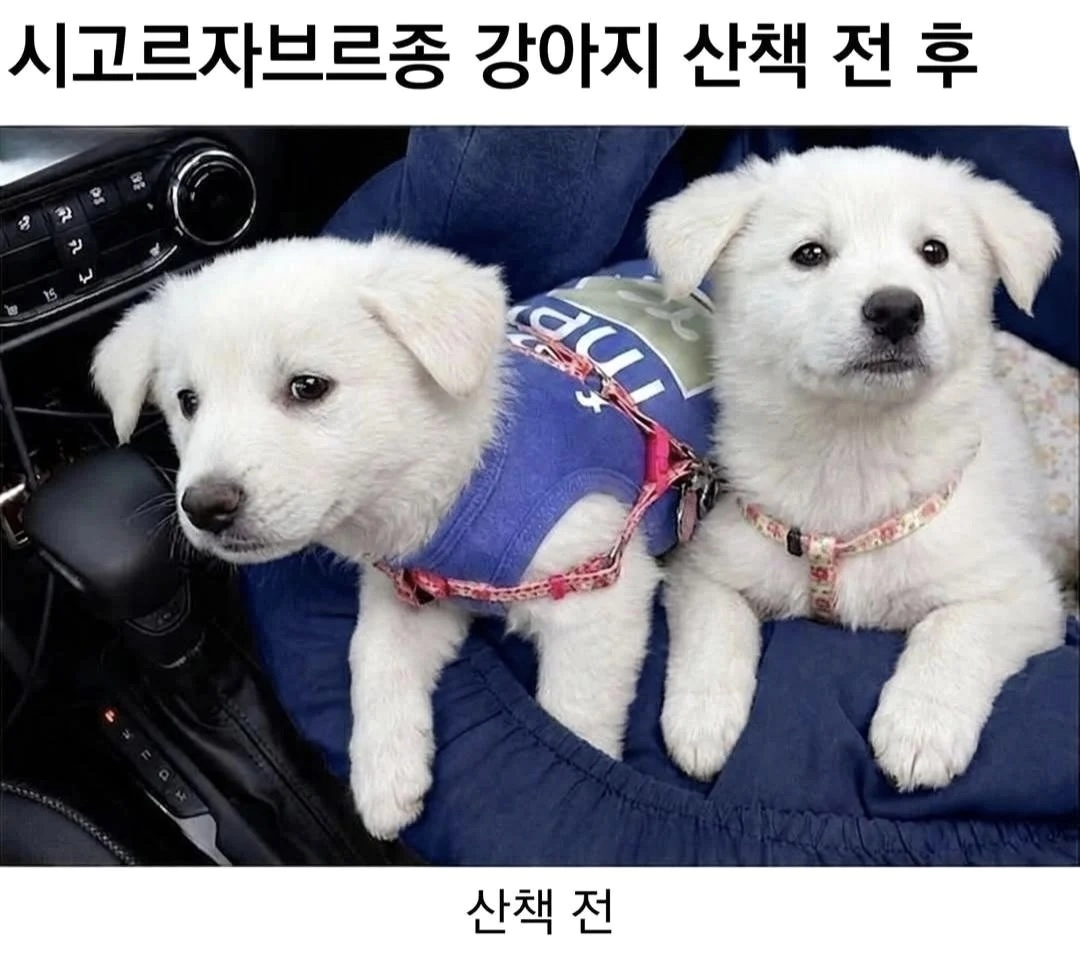 시고르자브르종 산책 전 후