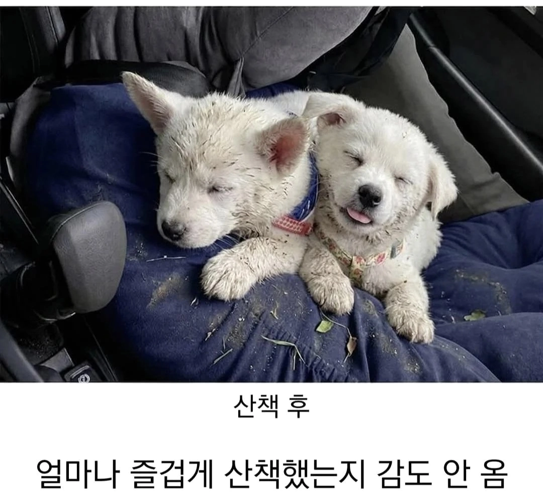 시고르자브르종 산책 전 후