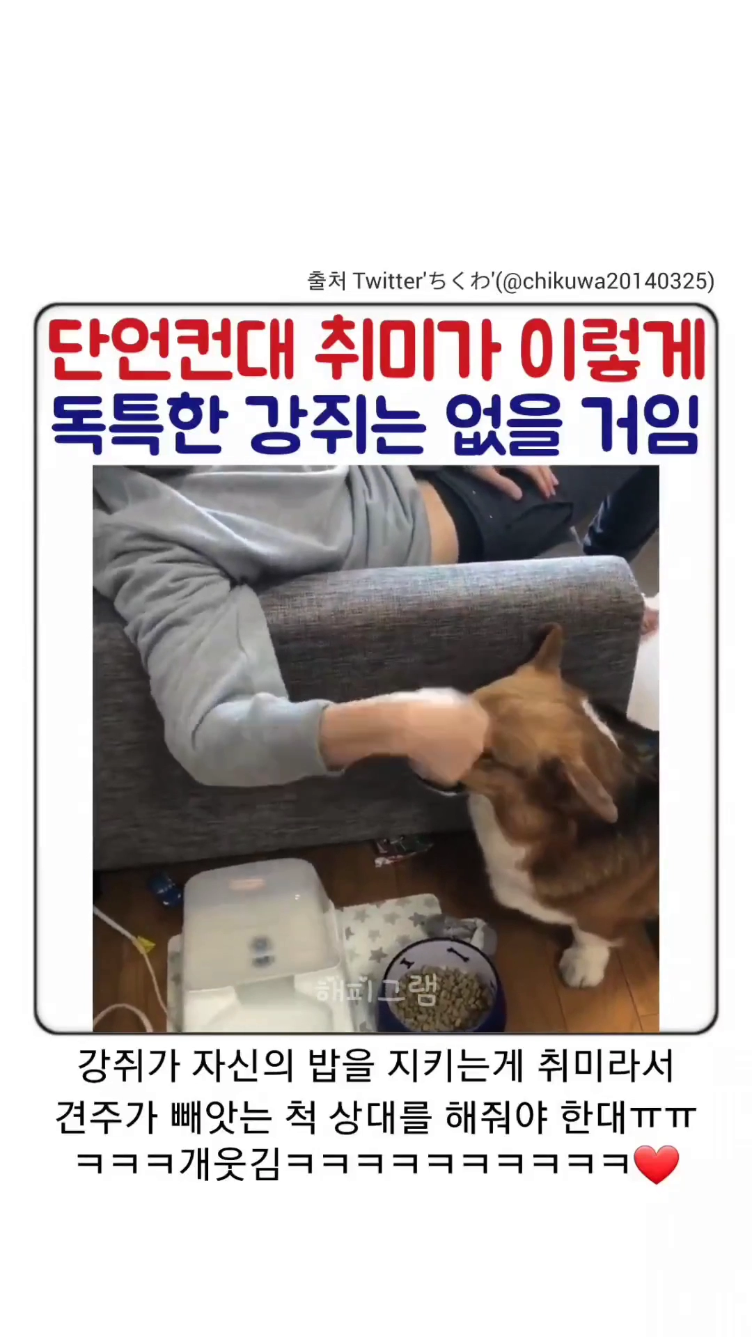 단연컨대 독보적 취미를 가진 강아지ㅋㅋㅋㅋ