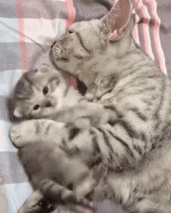 어미 못 자게 괴롭히는 새끼냥이