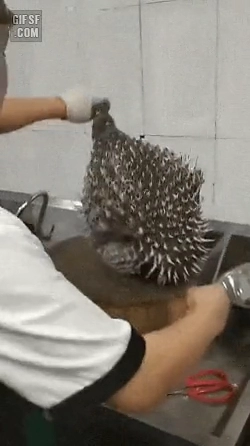 복어는 째면 터질까?