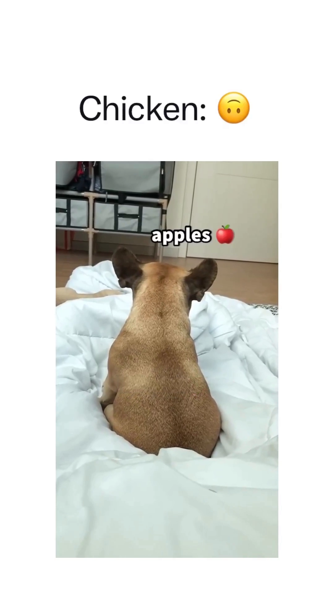 치킨에만 반응하는 댕댕이