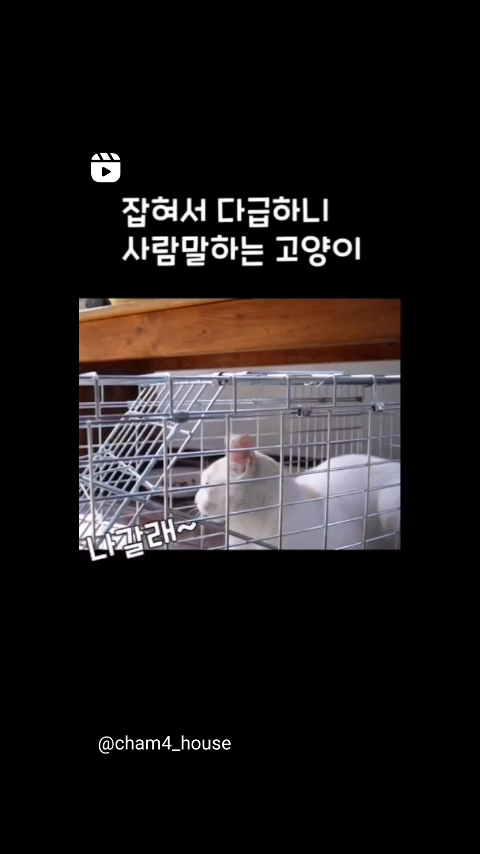 한국말하는 고양이