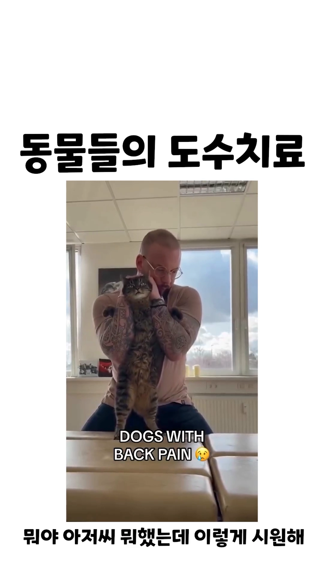 도수치료 받는 동물들