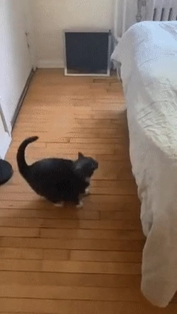 뚱냥이