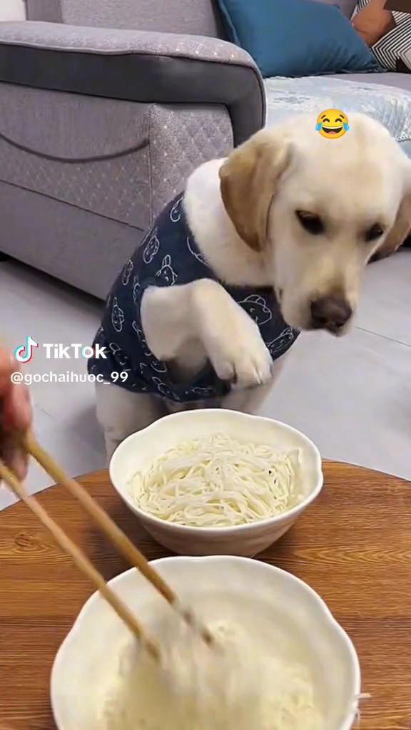 너무 웃긴 강아지