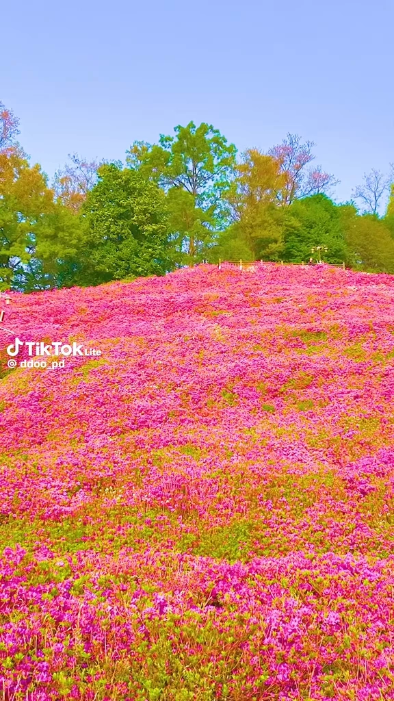군포철쭉동산