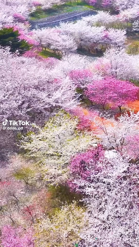 오션뷰 벚꽃명소