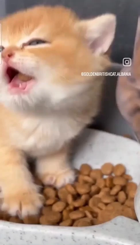 엄마 사료 뺏어먹으려는데 씹히지가 않는 아기냥이